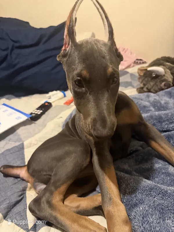 Doberman Pincher puppy – Doberman Pinscher puppy for sale in Fresno, CA