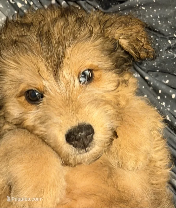 Sky – Aussiedoodle puppy for sale in Marion, OH