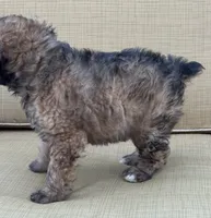 Madea, a female Aussiedoodle for sale in Marion, OH – 4 of 7