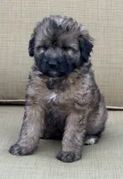 Madea, a female Aussiedoodle for sale in Marion, OH – 2 of 7