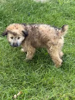 Madea, a female Aussiedoodle for sale in Marion, OH – 8 of 10