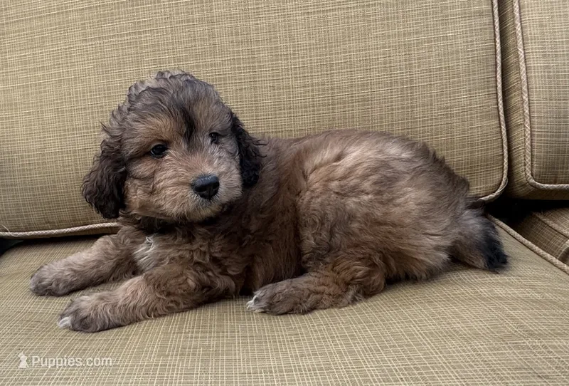 Sky, a female Aussiedoodle for sale in Marion, OH – 1 of 7