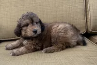 Sky, a female Aussiedoodle for sale in Marion, OH – 1 of 7