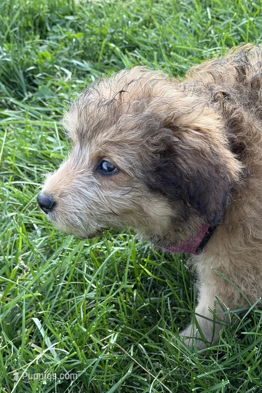 Sky – Aussiedoodle puppy for sale in Marion, OH