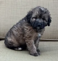 Madea, a female Aussiedoodle for sale in Marion, OH – 7 of 7