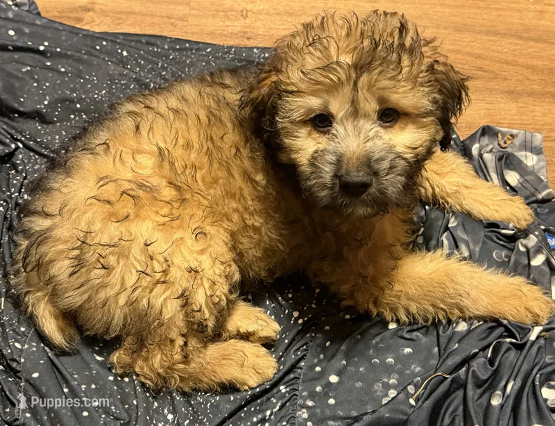 Madea – Aussiedoodle puppy for sale in Marion, OH