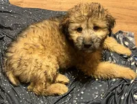 Madea, a female Aussiedoodle for sale in Marion, OH – 3 of 10