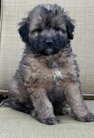 Madea, a female Aussiedoodle for sale in Marion, OH – 3 of 7