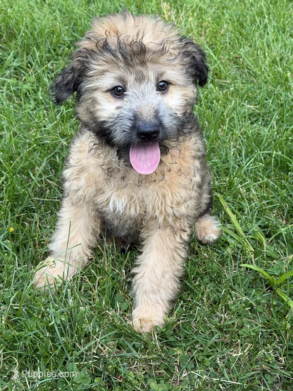 Madea – Aussiedoodle puppy for sale in Marion, OH