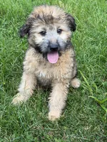 Madea, a female Aussiedoodle for sale in Marion, OH – 2 of 10
