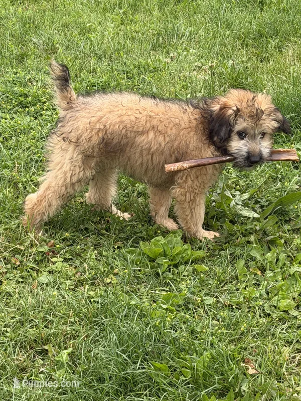 Madea – Aussiedoodle puppy for sale in Marion, OH