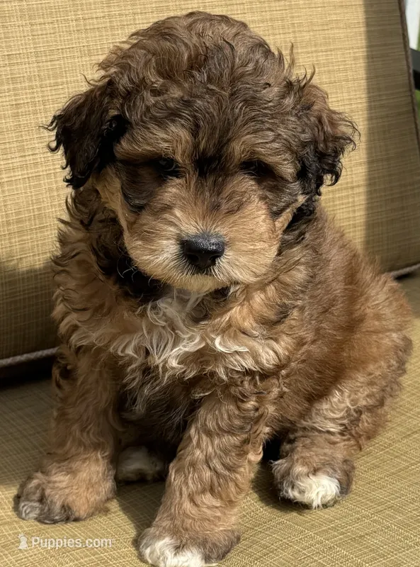 Rowen – Aussiedoodle puppy for sale in Marion, OH