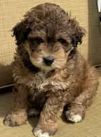 Rowen, a male Aussiedoodle for sale in Marion, OH – 1 of 4
