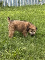 Madea, a female Aussiedoodle for sale in Marion, OH – 7 of 10