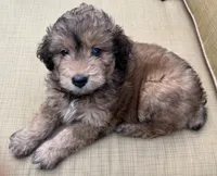 Sky, a female Aussiedoodle for sale in Marion, OH – 5 of 7