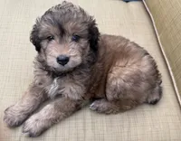 Sky, a female Aussiedoodle for sale in Marion, OH – 6 of 7