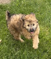 Madea, a female Aussiedoodle for sale in Marion, OH – 5 of 10