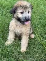 Madea, a female Aussiedoodle for sale in Marion, OH – 9 of 10