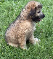 Madea, a female Aussiedoodle for sale in Marion, OH – 10 of 10