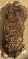 Rowen, a male Aussiedoodle for sale in Marion, OH – 3 of 4