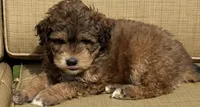 Rowen, a male Aussiedoodle for sale in Marion, OH – 2 of 4