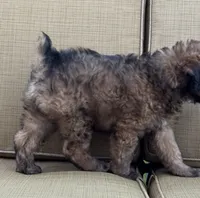 Madea, a female Aussiedoodle for sale in Marion, OH – 6 of 7