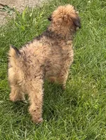 Madea, a female Aussiedoodle for sale in Marion, OH – 6 of 10