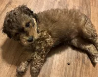 Rowen, a male Aussiedoodle for sale in Marion, OH – 4 of 4