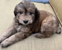 Sky, a female Aussiedoodle for sale in Marion, OH – 7 of 7