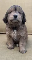 Sky, a female Aussiedoodle for sale in Marion, OH – 2 of 7