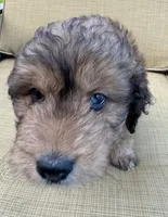 Sky, a female Aussiedoodle for sale in Marion, OH – 3 of 7