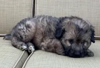 Madea, a female Aussiedoodle for sale in Marion, OH – 5 of 7