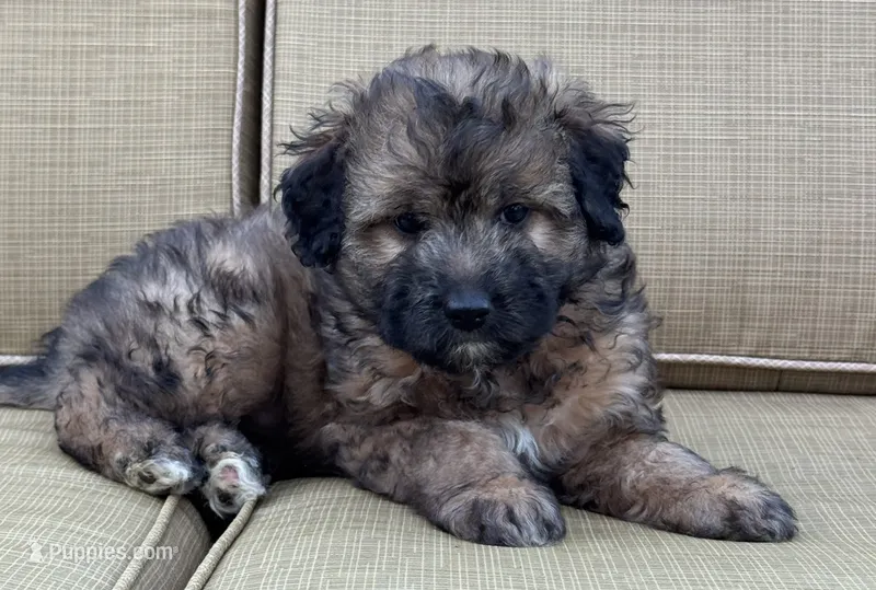 Madea – Aussiedoodle puppy for sale in Marion, OH