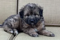 Madea, a female Aussiedoodle for sale in Marion, OH – 1 of 7