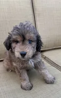 Sky, a female Aussiedoodle for sale in Marion, OH – 4 of 7