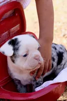 Nova, a female French Bulldog for sale in Richmond City, VA – Photo 2 of 4