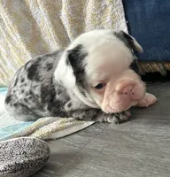 Nova, a female French Bulldog for sale in Richmond City, VA – Photo 3 of 4