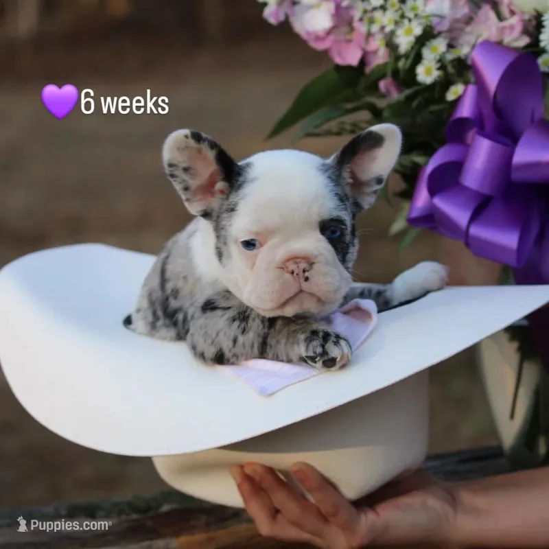 Nova – French Bulldog puppy for sale in Richmond City, VA