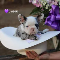 Nova, a female French Bulldog for sale in Richmond City, VA – Photo 1 of 4