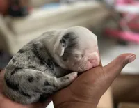 Nova, a female French Bulldog for sale in Richmond City, VA – Photo 4 of 4