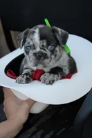 Nacho, a male French Bulldog for sale in Richmond City, VA – Photo 2 of 5