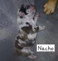 Nacho, a male French Bulldog for sale in Richmond City, VA – Photo 3 of 5