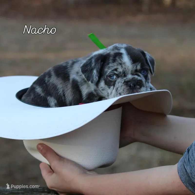 Nacho – French Bulldog puppy for sale in Richmond City, VA