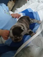 Nacho, a male French Bulldog for sale in Richmond City, VA – Photo 4 of 5