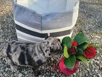 Nixie, a female French Bulldog for sale in Richmond City, VA – Photo 5 of 5