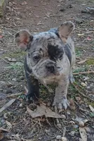 Nixie, a female French Bulldog for sale in Richmond City, VA – Photo 3 of 5