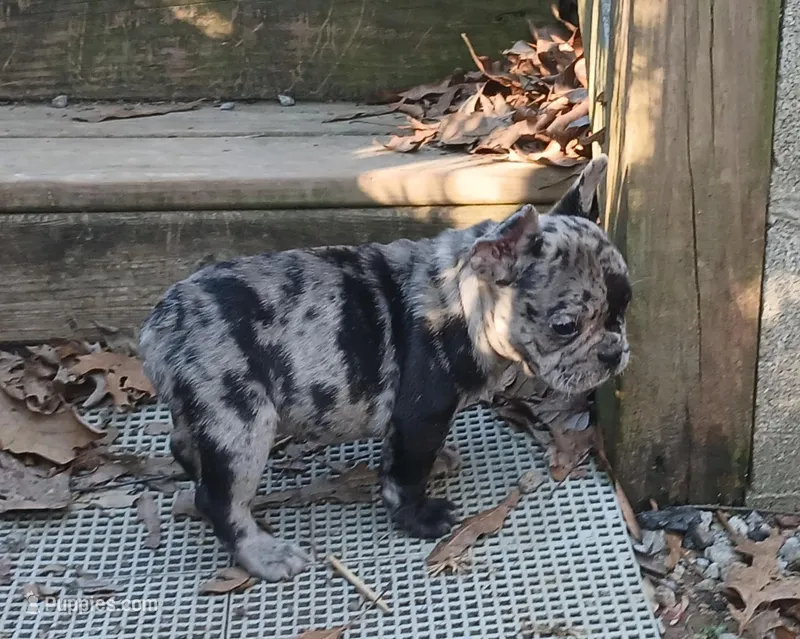 Nixie, a female French Bulldog for sale in Richmond City, VA – Photo 1 of 5
