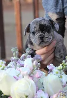 Nixie, a female French Bulldog for sale in Richmond City, VA – Photo 2 of 5