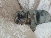 Nixie, a female French Bulldog for sale in Richmond City, VA – Photo 4 of 5