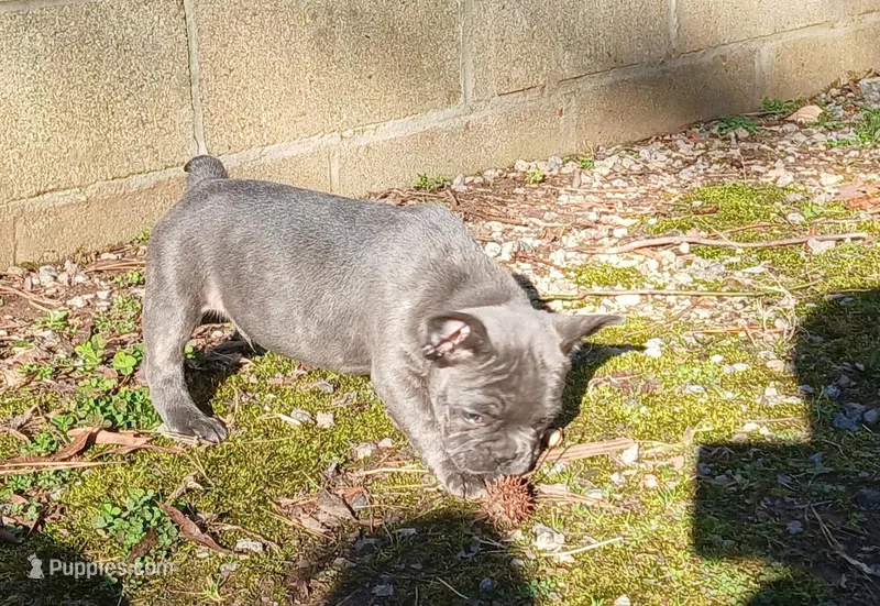 Nimbus, a male French Bulldog for sale in Richmond City, VA – Photo 1 of 5